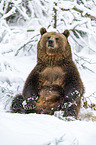 sitting Brown Bear