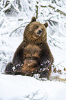 sitting Brown Bear