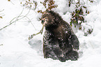 Brown Bear nibbles on a bone