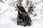 Brown Bear nibbles on a bone