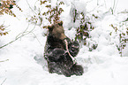 Brown Bear nibbles on a bone