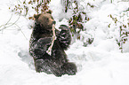 Brown Bear nibbles on a bone