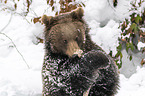 Brown Bear nibbles on a bone