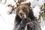 Brown Bear nibbles on a bone