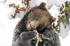 Brown Bear nibbles on a bone