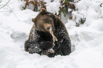 Brown Bear nibbles on a bone