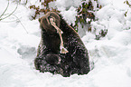 Brown Bear nibbles on a bone