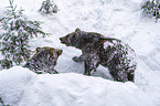Brown Bears