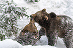 fighting Brown Bears