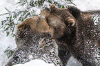 fighting Brown Bears