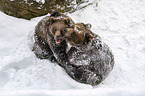fighting Brown Bears