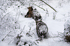 Brown Bears