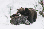 fighting Brown Bears