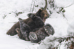 fighting Brown Bears