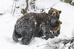 fighting Brown Bears