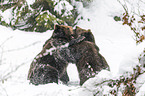 fighting Brown Bears