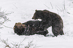 fighting Brown Bears