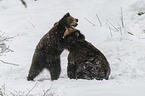 fighting Brown Bears