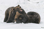 fighting Brown Bears