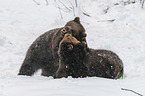 fighting Brown Bears