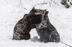 fighting Brown Bears