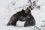 fighting Brown Bears