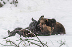 fighting Brown Bears