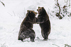 fighting Brown Bears
