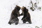 fighting Brown Bears