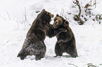 fighting Brown Bears