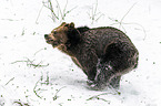 running Brown Bear