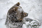 Brown Bear