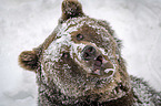 Brown Bear portrait