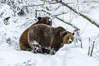 Brown Bears in the snow