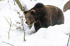 standing Brown Bear