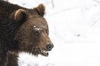 Brown Bear portrait