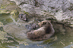 Brown Bears in the water