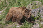 walking Brown Bear