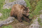 walking Brown Bear