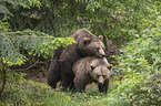 Brown Bears mating