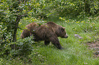 walking Brown Bear