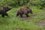 walking Brown Bears