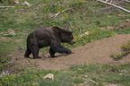 walking Brown Bear