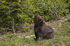 sitting Brown Bear