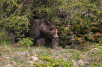 walking Brown Bear