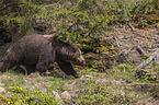 walking Brown Bear