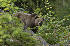 Brown Bear