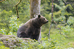 sitting Brown Bear