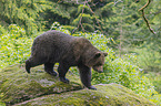 walking Brown Bear