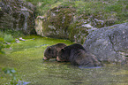 Brown Bears in the water